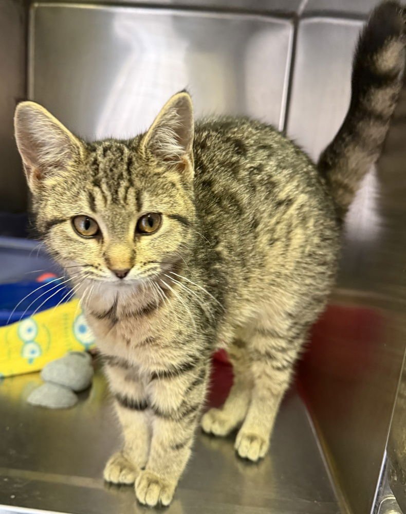 BLOSSOM - Domestic Short Hair available for adoption