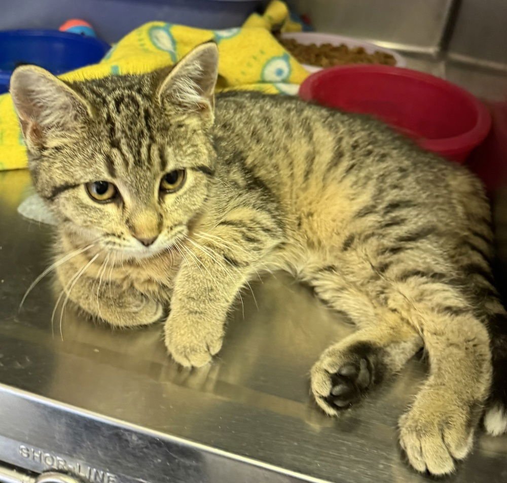 BLOSSOM - Domestic Short Hair available for adoption