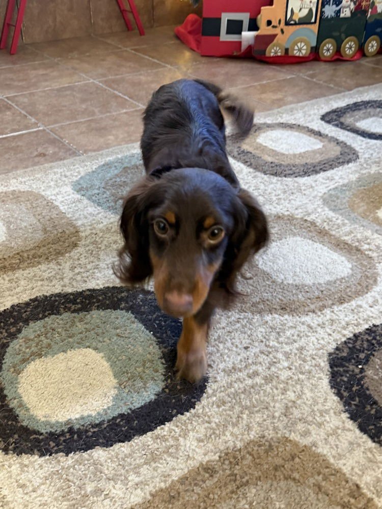 WILLY - Dachshund available for adoption