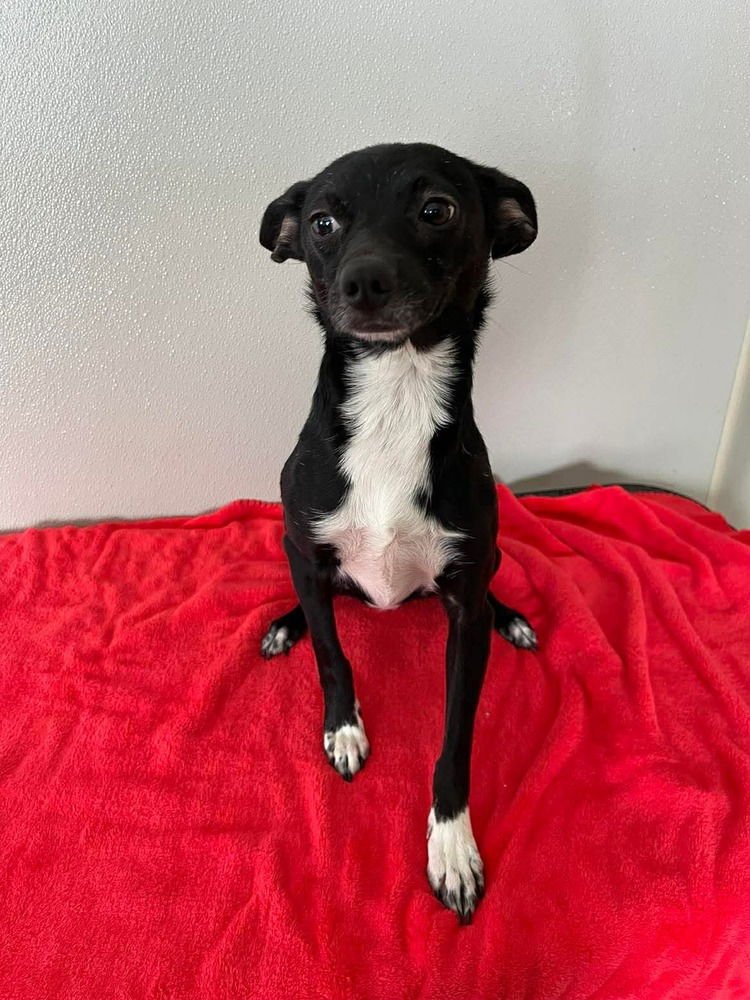 TINY ROSE - Chihuahua available for adoption