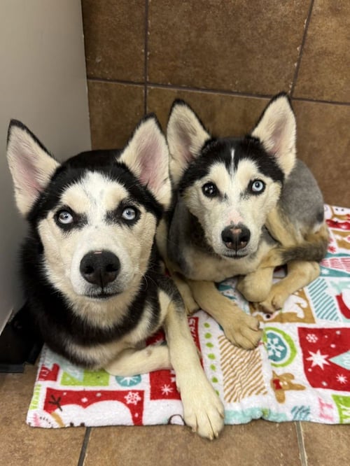 STEELY - Husky available for adoption