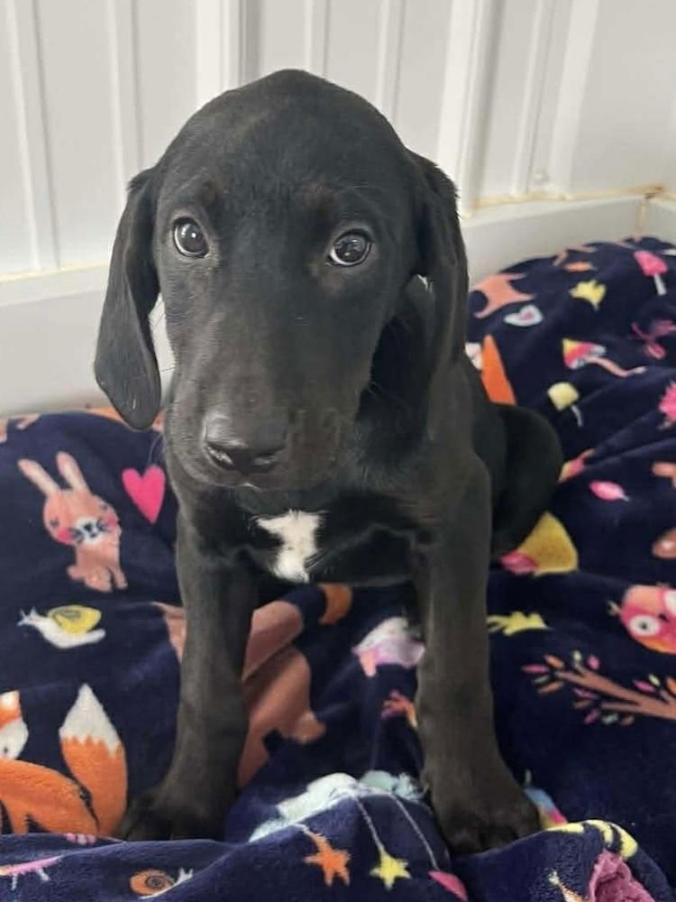 CHEESECAKE PUPPIES : BLUEBERRY - Labrador Retriever / Hound available for adoption