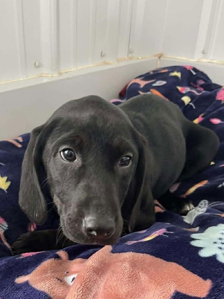 CHEESECAKE PUPPIES : BLUEBERRY - Labrador Retriever / Hound available for adoption