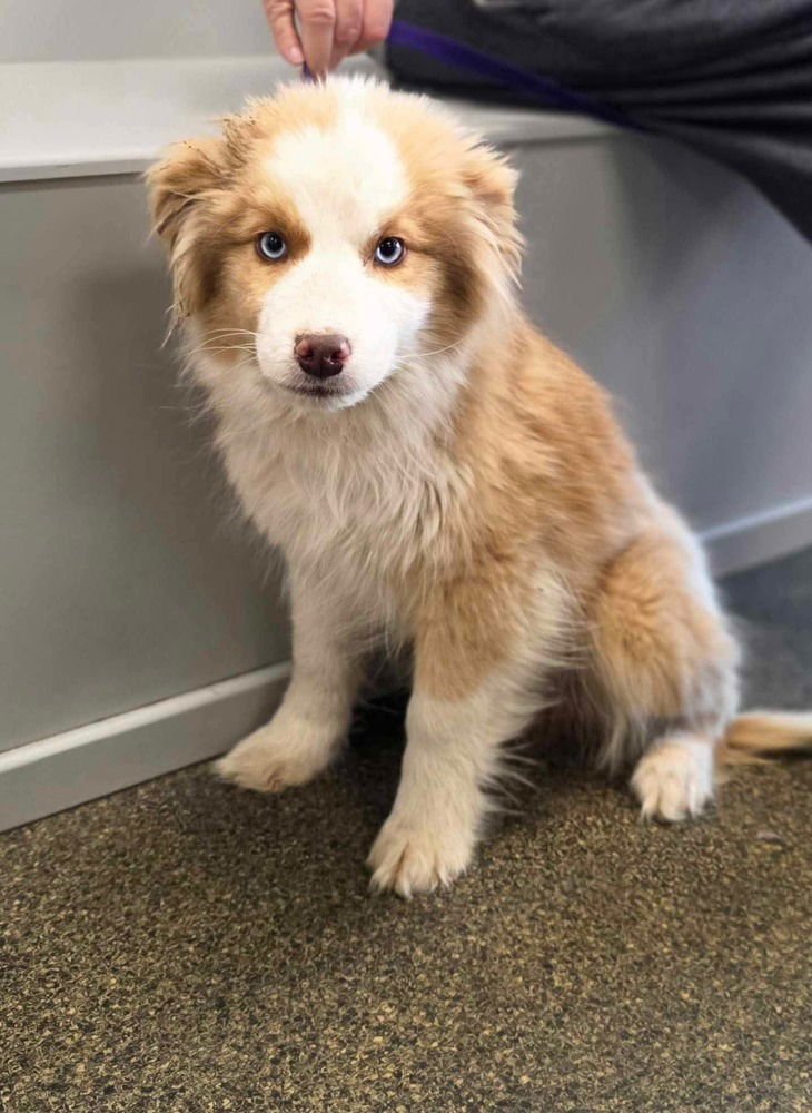 NEW KIDS : JOEY - Australian Shepherd available for adoption
