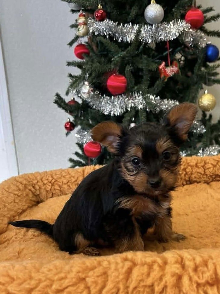 VALENTINES PUPPYS :  CASANOVA - Yorkshire Terrier Yorkie available for adoption