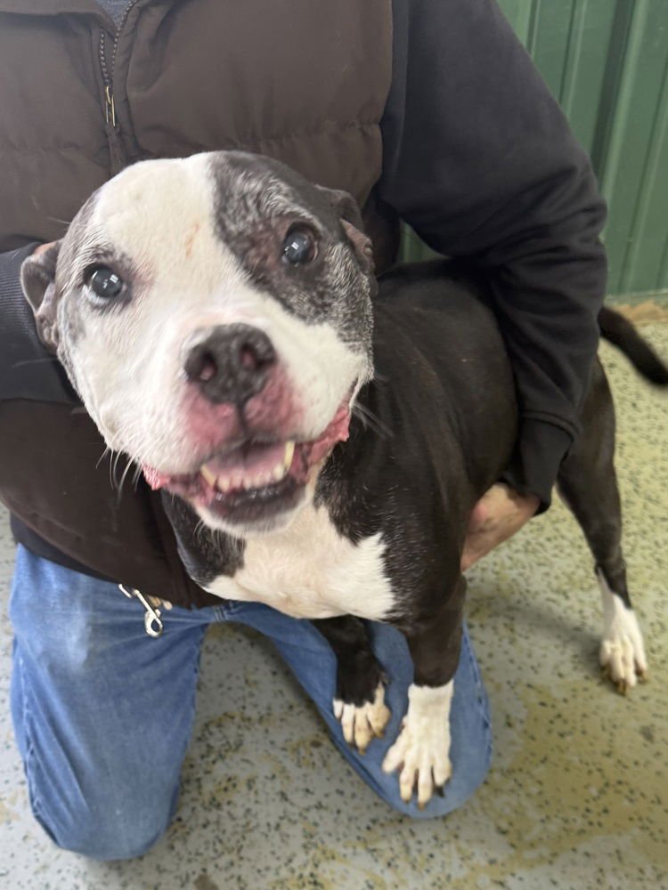 SALLY - Pit Bull Terrier available for adoption