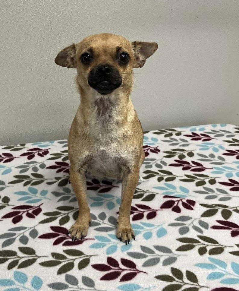 GRACIE - Chihuahua available for adoption