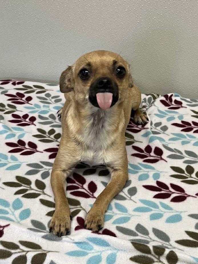 GRACIE - Chihuahua available for adoption