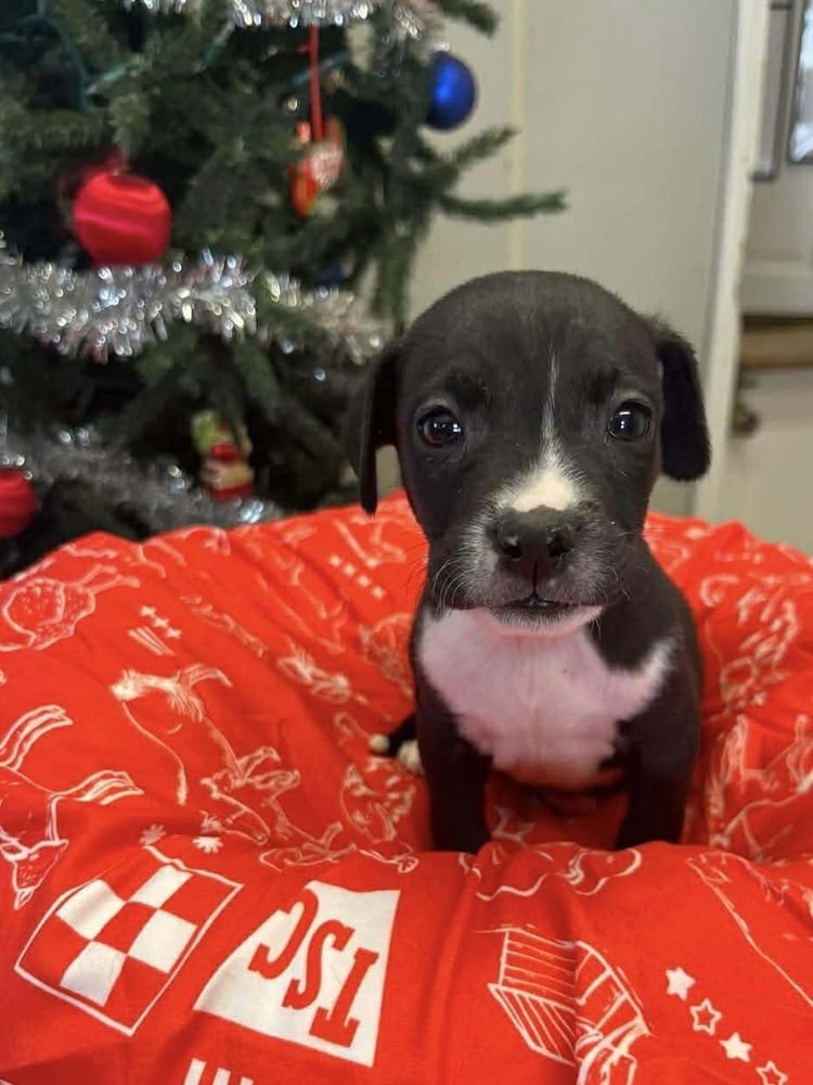 COFFEE PUPPIES : FRAPPUCCINO - Jack Russell Terrier available for adoption