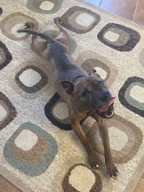 COOKIE BOO - Pit Bull Terrier / German Shepherd Dog available for adoption