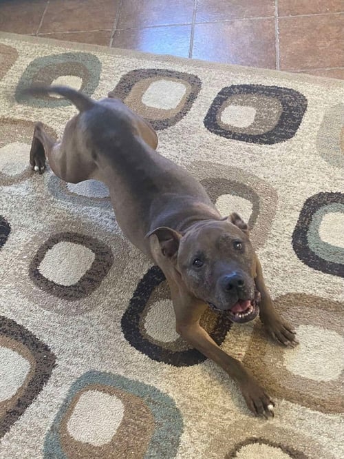 COOKIE BOO - Pit Bull Terrier / German Shepherd Dog available for adoption