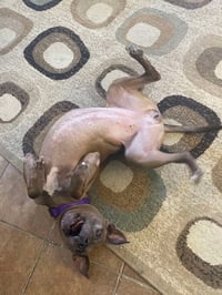 Cookie Boo - Photo 3