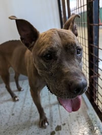 Cookie Boo - Photo 4