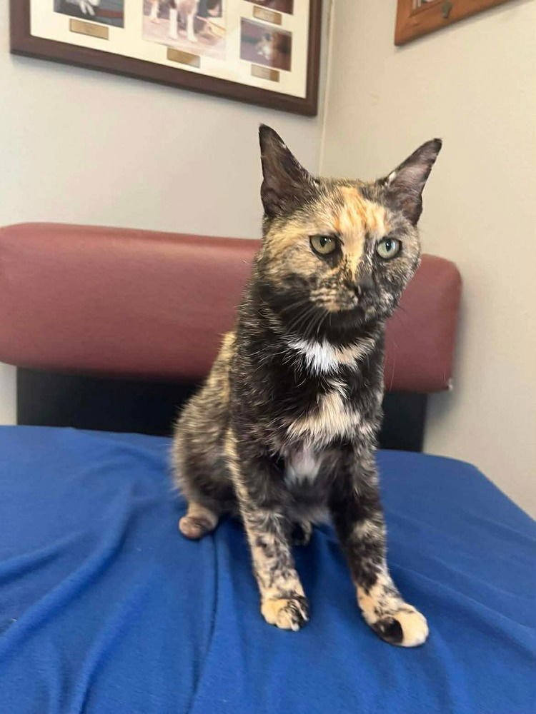 FROST - Domestic Short Hair available for adoption