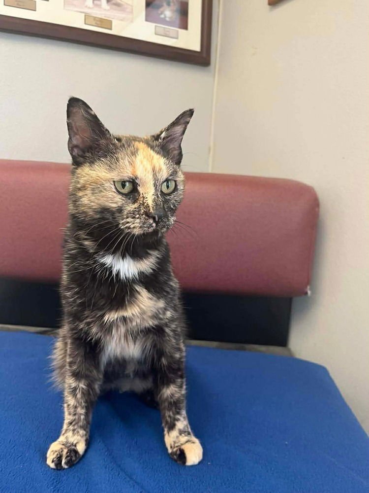 FROST - Domestic Short Hair available for adoption