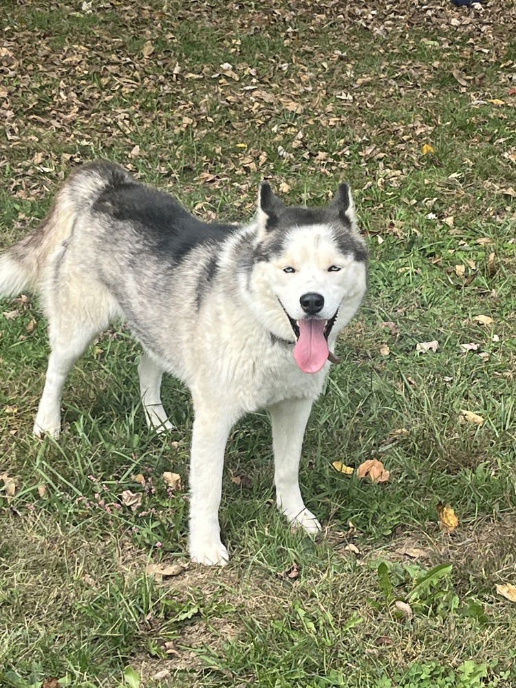 ZEUS - Husky available for adoption
