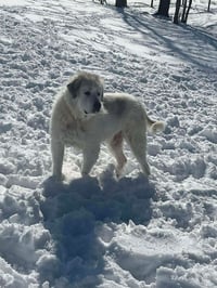 Baron (Washy) - Photo 2