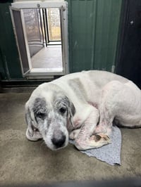 Baron (Washy) - Photo 4