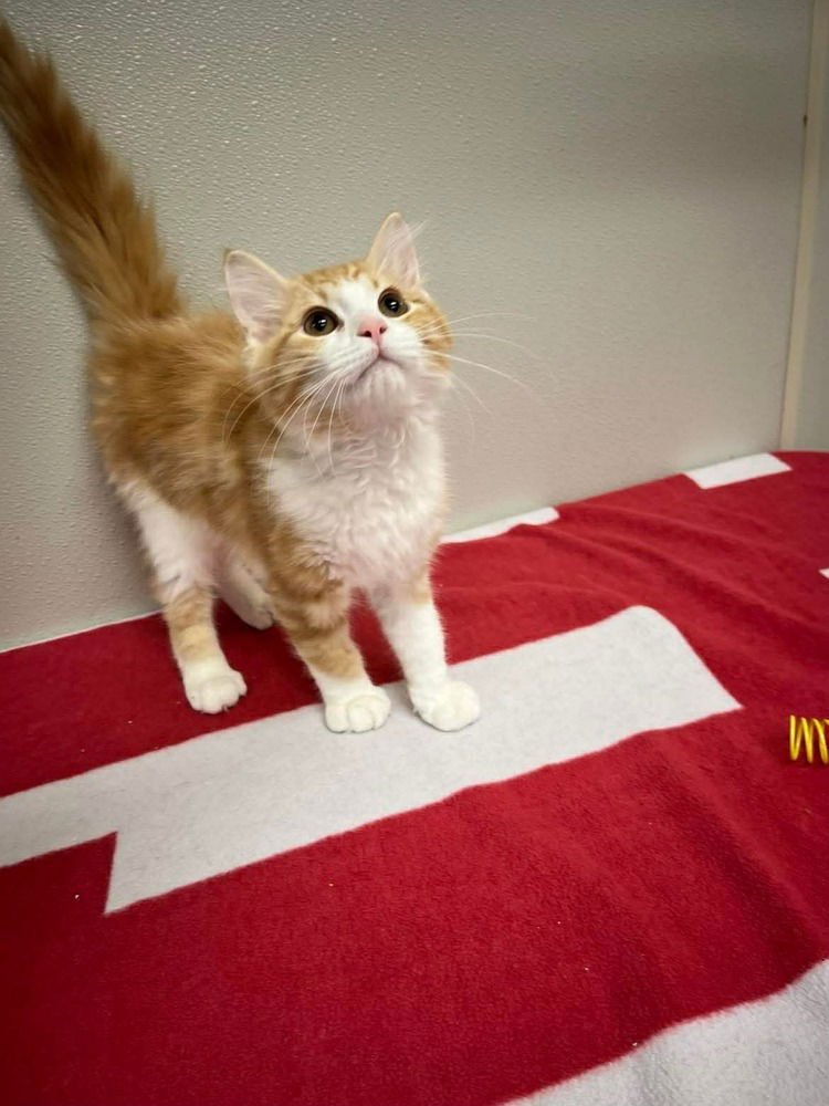 CANTALOUPE - Domestic Medium Hair available for adoption