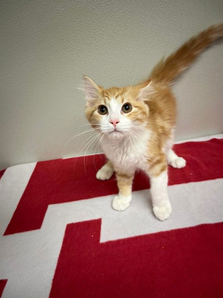 CANTALOUPE - Domestic Medium Hair available for adoption