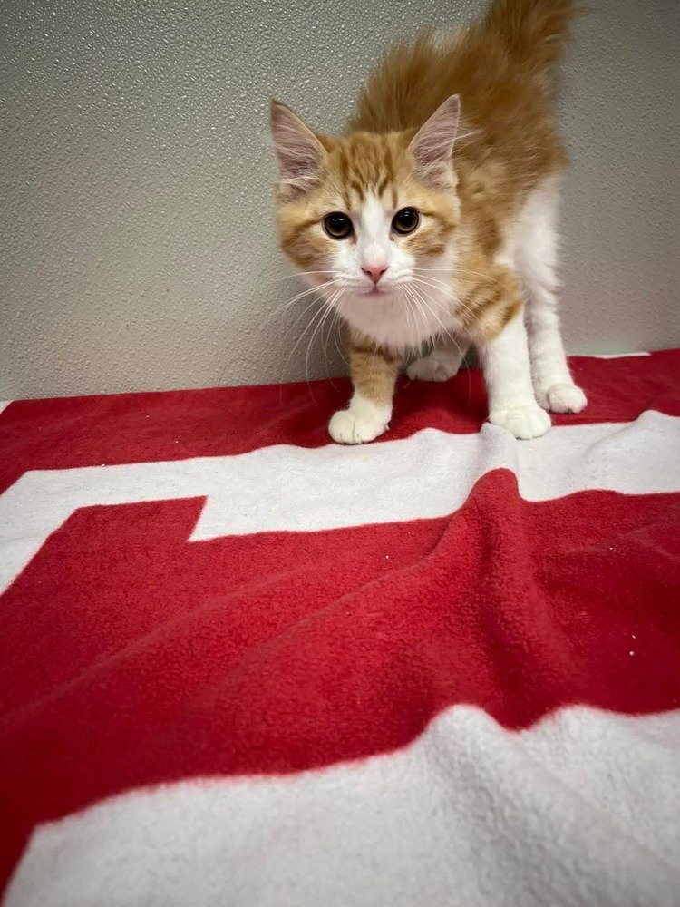 Cantaloupe - Photo 3