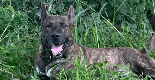 JUSTICE - Shepherd available for adoption