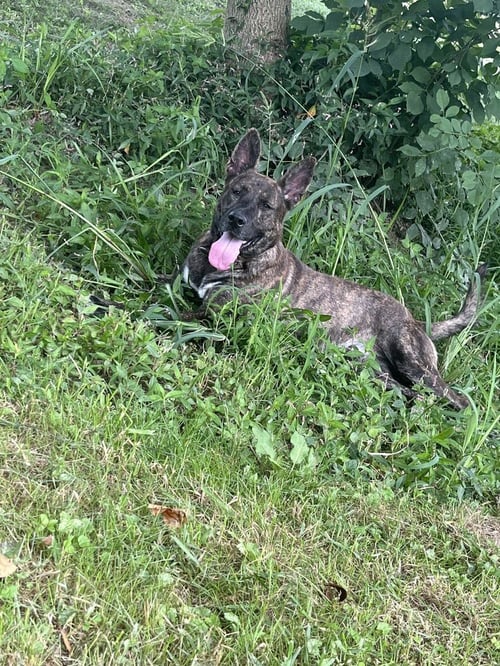 JUSTICE - Shepherd available for adoption