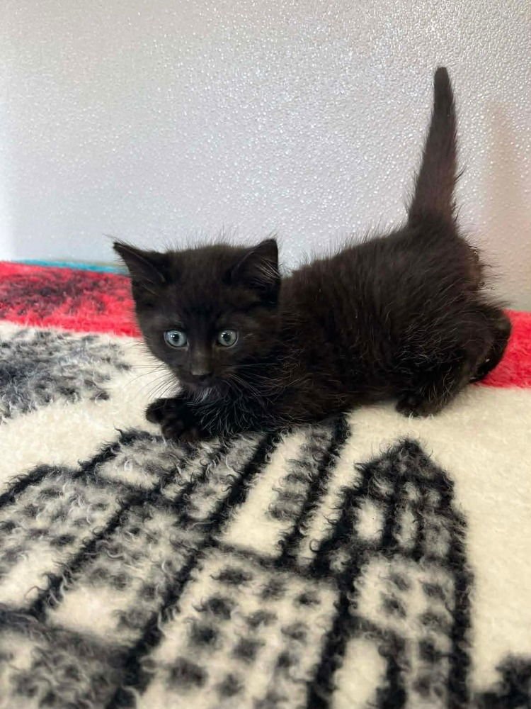 LICORICE - Domestic Short Hair available for adoption