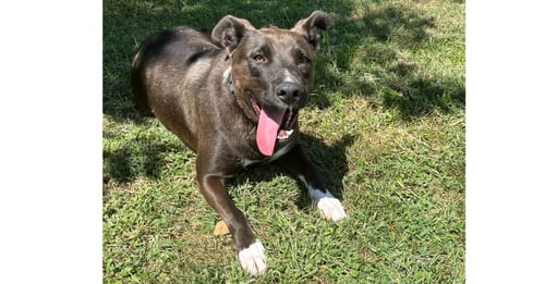 RACHEL (COCOA) - Labrador Retriever / Terrier available for adoption