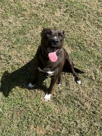 Rachel (Cocoa) - Photo 2