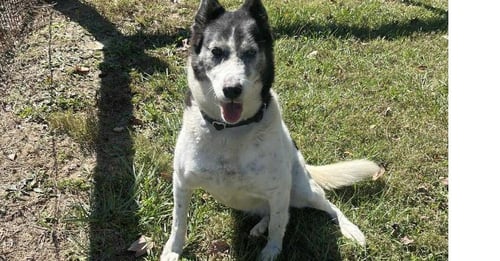 ROXI - Border Collie / Australian Shepherd available for adoption