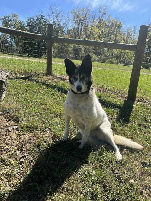 ROXI - Border Collie / Australian Shepherd available for adoption