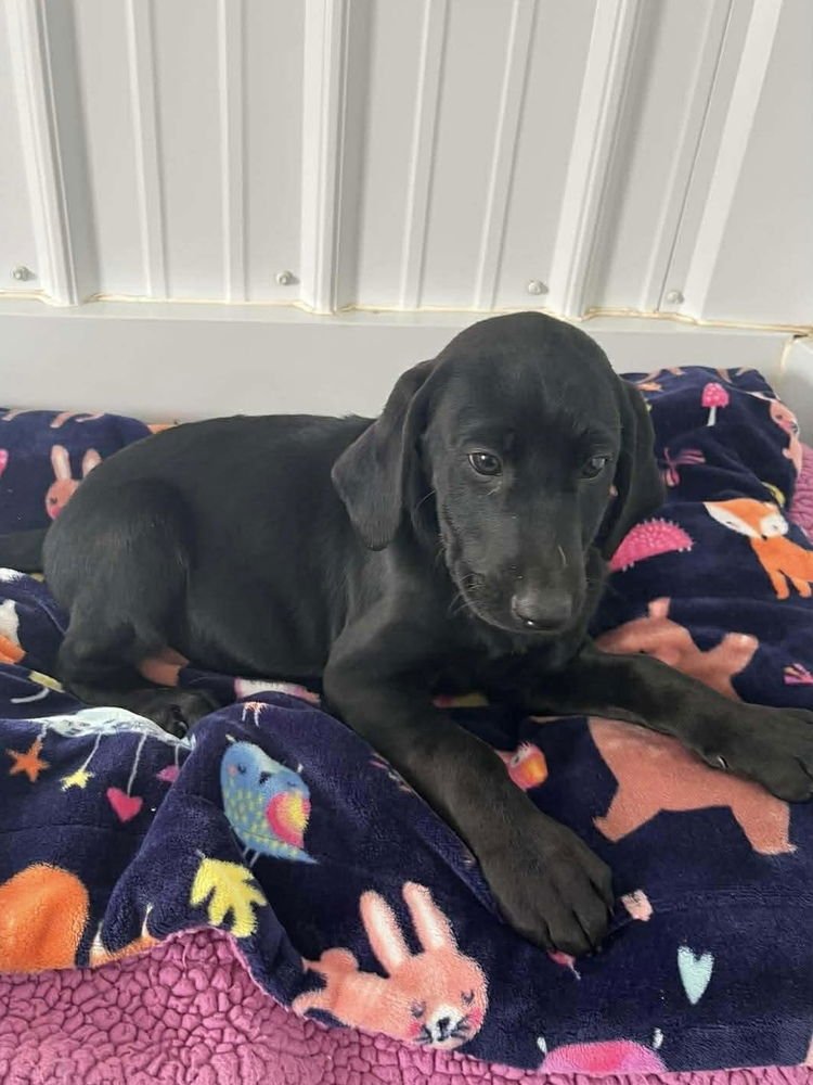 CHEESECAKE PUPPIES : PINEAPPLE - Labrador Retriever / Hound available for adoption