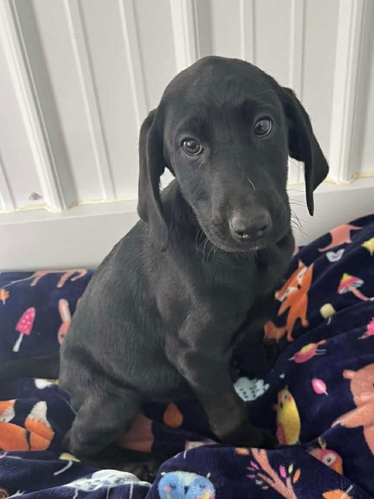 CHEESECAKE PUPPIES : PINEAPPLE - Labrador Retriever / Hound available for adoption