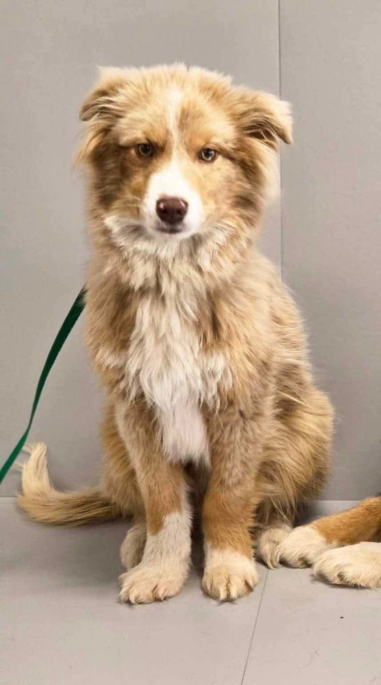 NEW KIDS : MARK - Australian Shepherd available for adoption