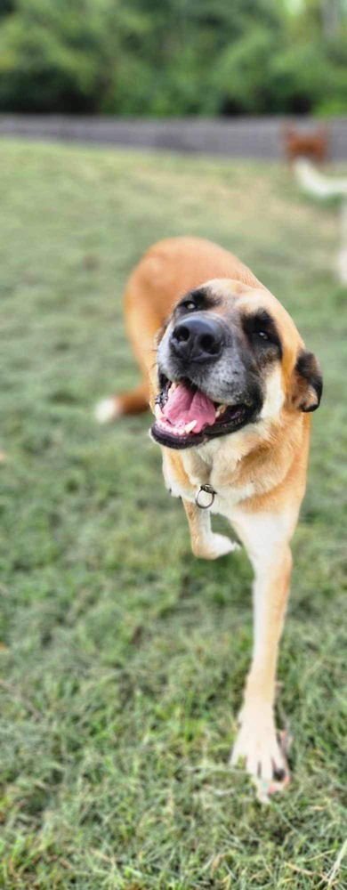 SUZIE Q - German Shepherd Dog available for adoption