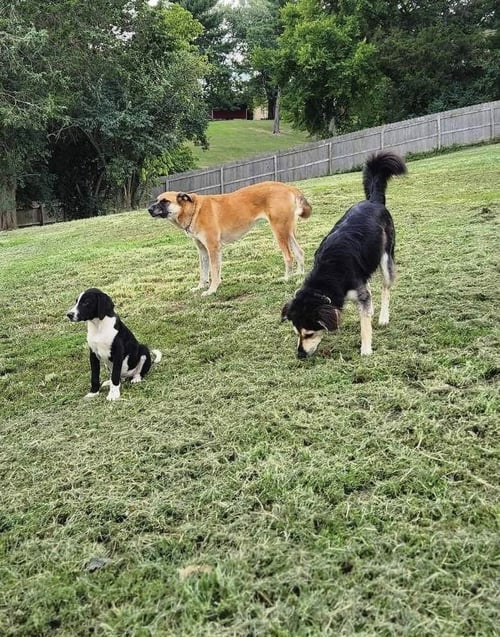 SUZIE Q - German Shepherd Dog available for adoption