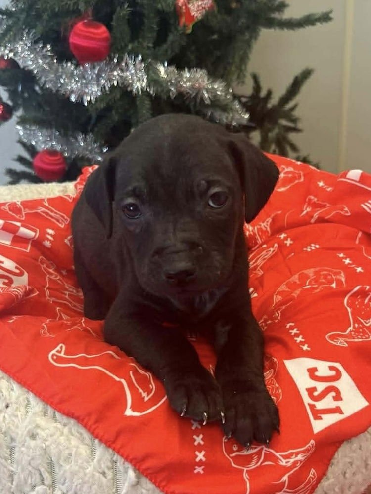 COFFEE PUPPIES : COLD BREW - Jack Russell Terrier available for adoption