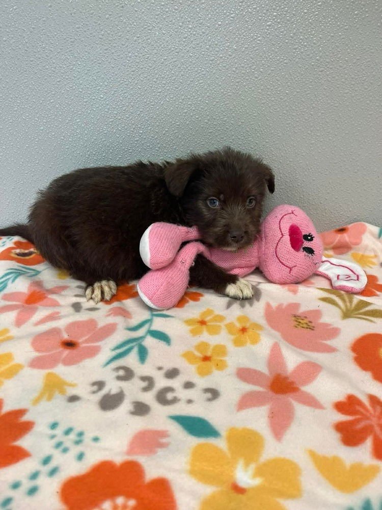EASTER PUPPIES : CHOCOLATE - Husky / Terrier available for adoption