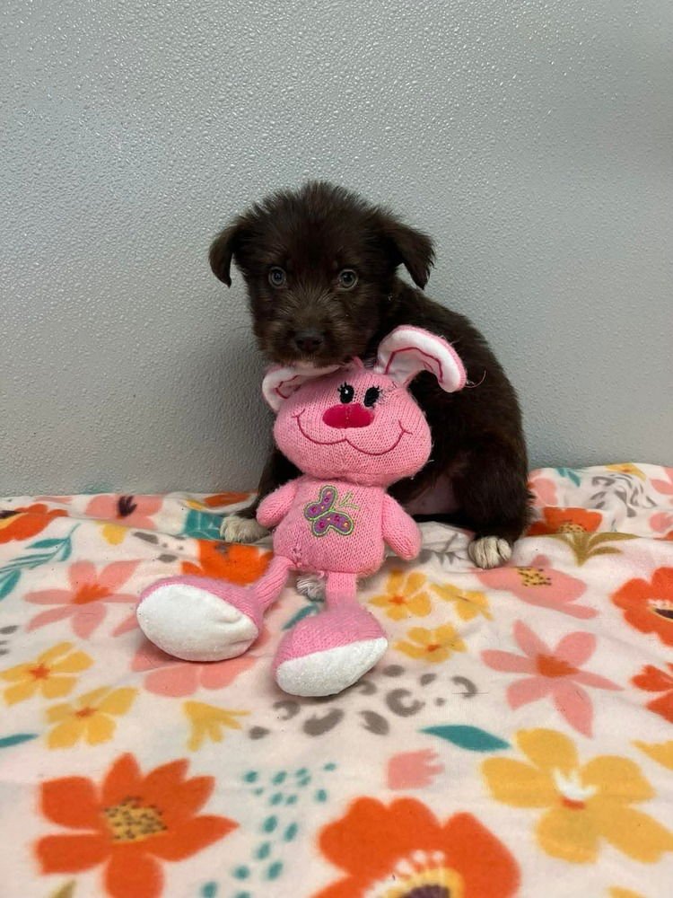 EASTER PUPPIES : CHOCOLATE - Husky / Terrier available for adoption