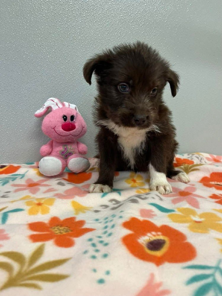 Easter Puppies : Chocolate - Photo 3