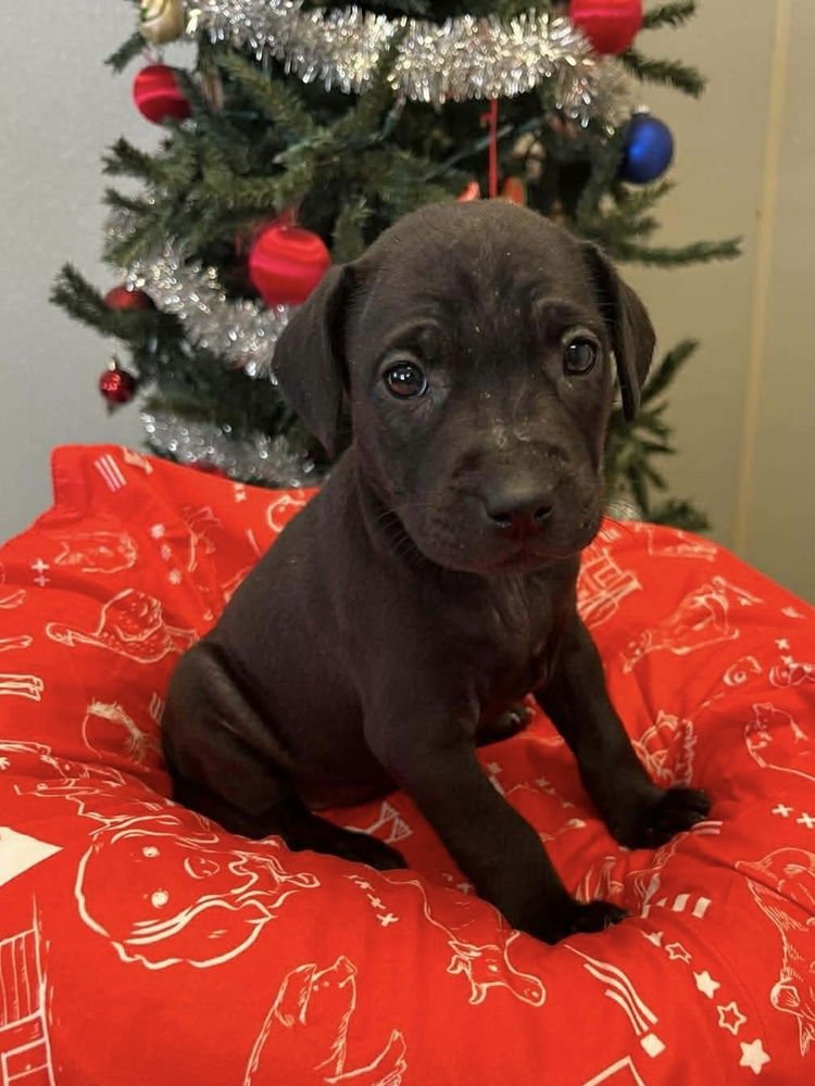 COFFEE PUPPIES : LATTE - Jack Russell Terrier available for adoption