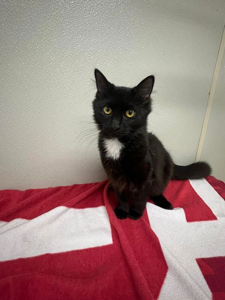 PUDDY - Domestic Short Hair available for adoption