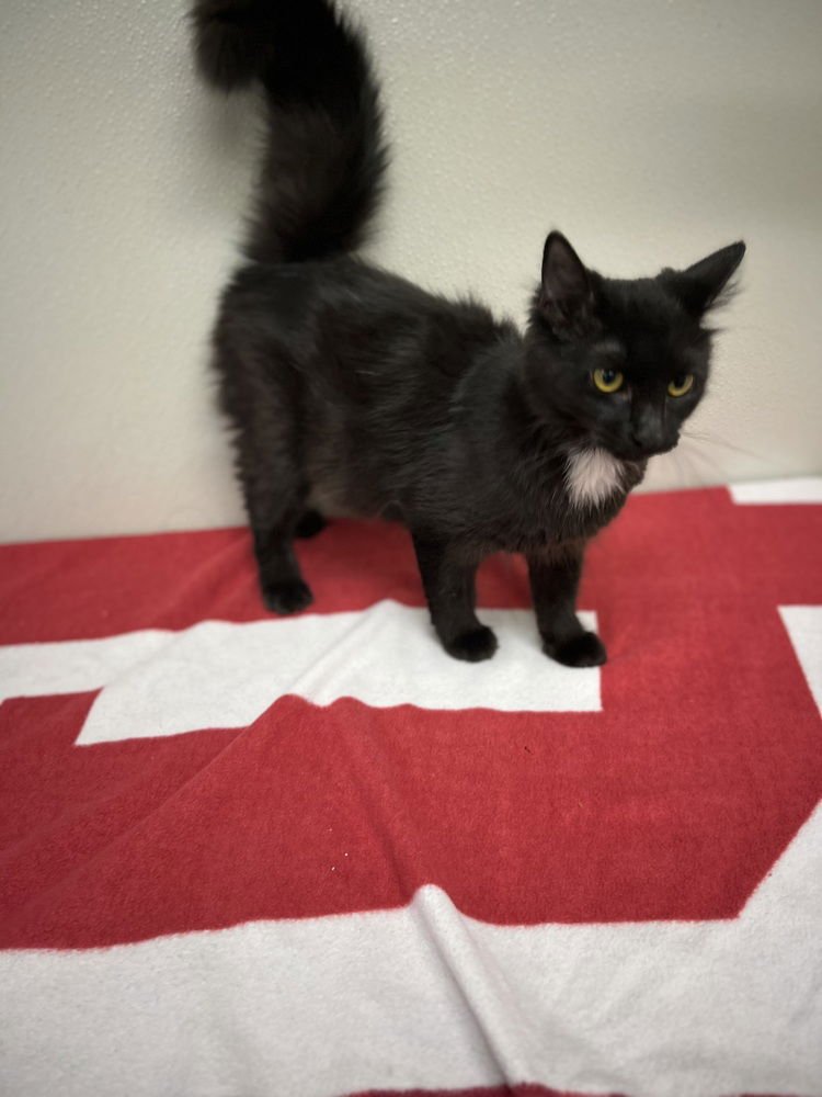 PUDDY - Domestic Short Hair available for adoption