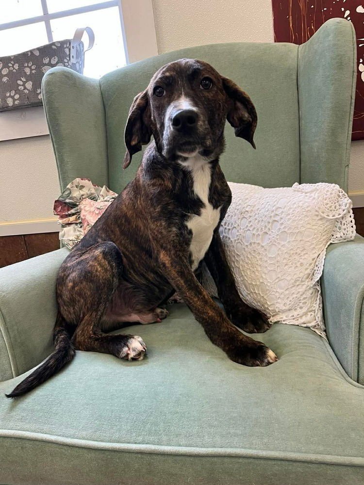 JAYDEN - Hound available for adoption