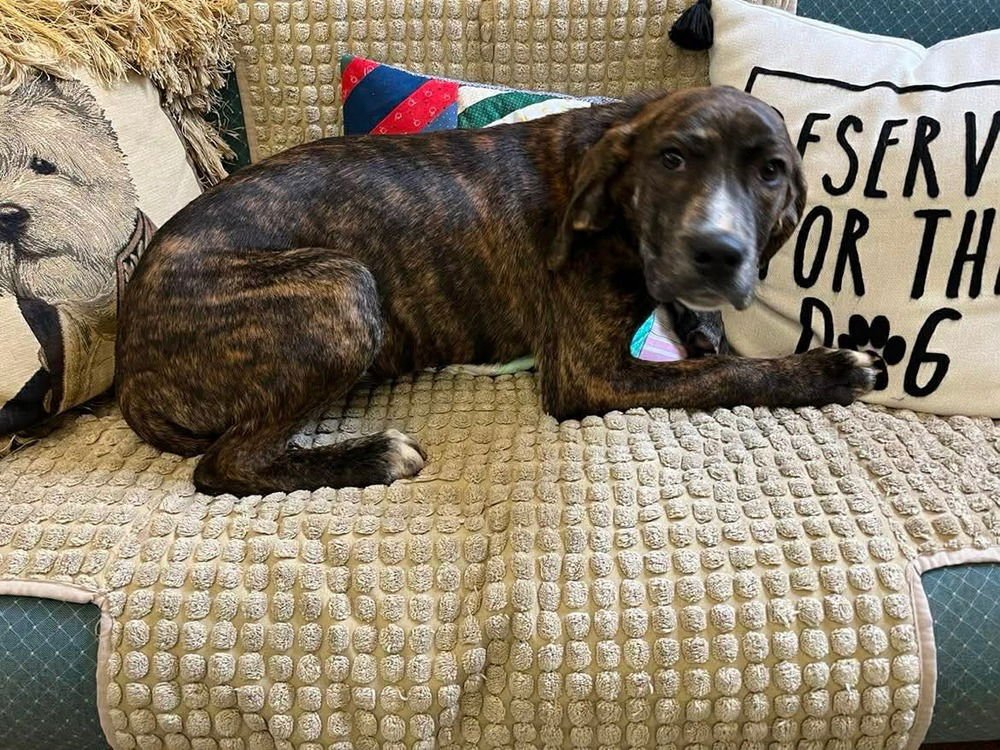 JAYDEN - Hound available for adoption