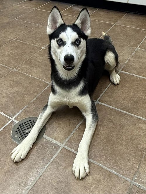 LYONEL - Husky available for adoption