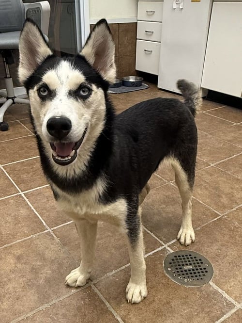 LYONEL - Husky available for adoption