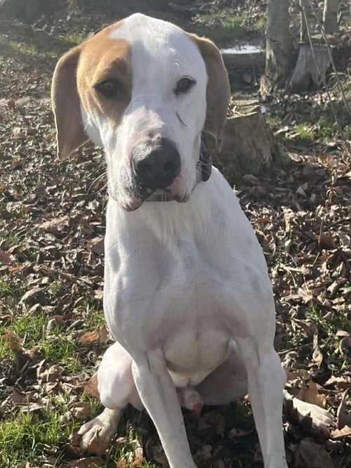 HOUND DAWGS : CLARK - Hound / Setter available for adoption
