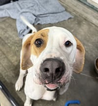 Hound Dawgs : Clark - Photo 2